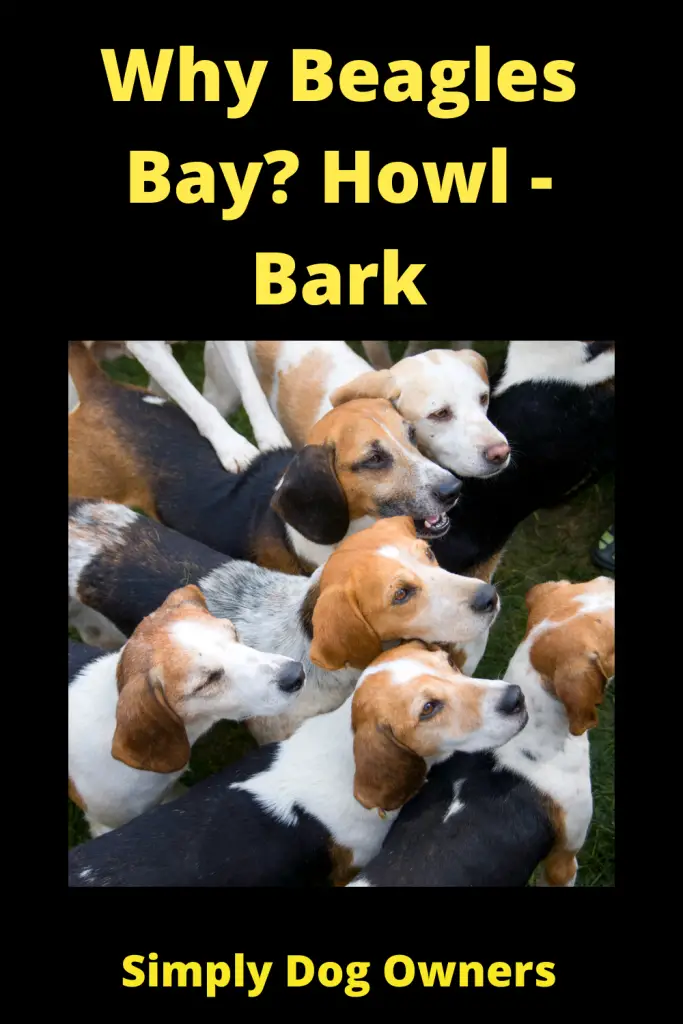 Why Do Beagles Bay? Beagle Baying 2