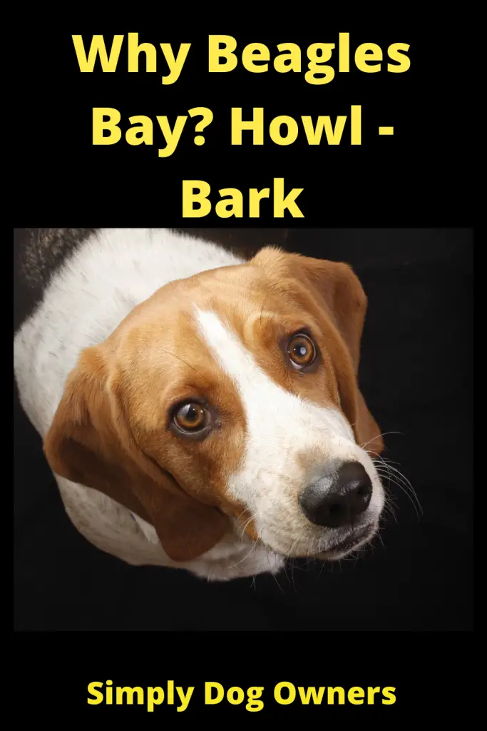 Why Do Beagles Bay? Beagle Baying 3