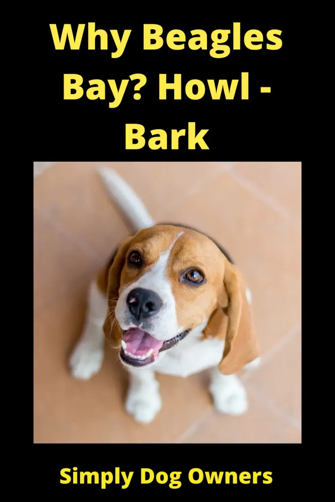 Why Do Beagles Bay? Beagle Baying 4