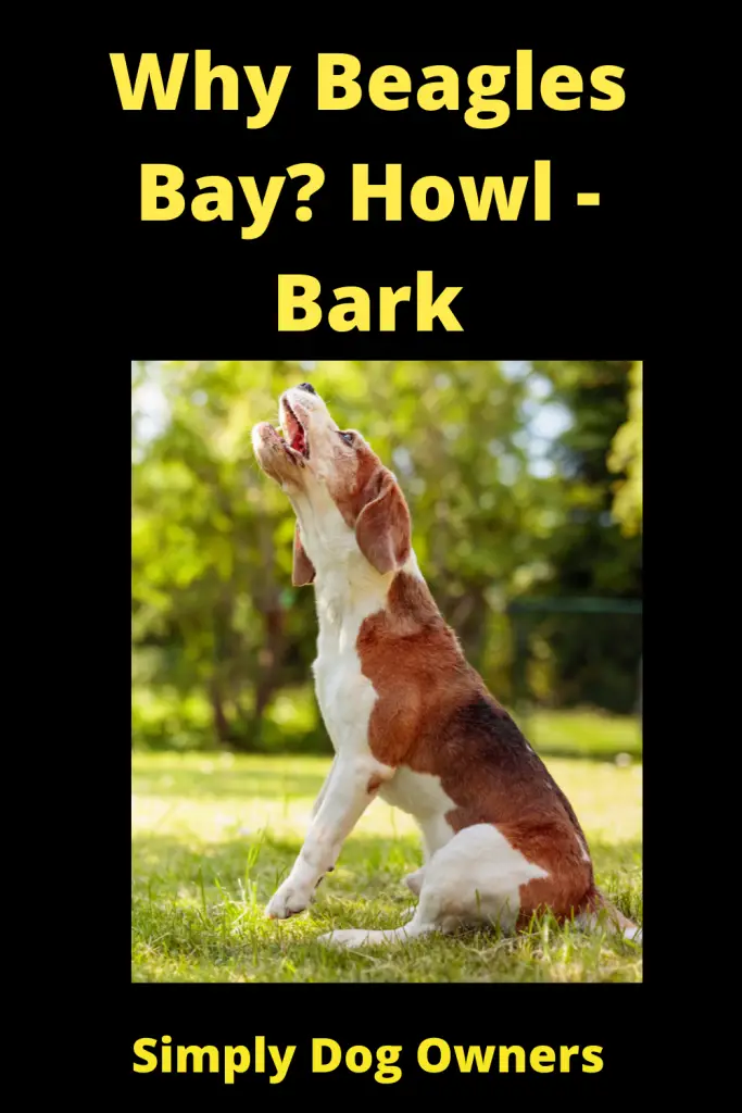 Why Do Beagles Bay? Beagle Baying 1