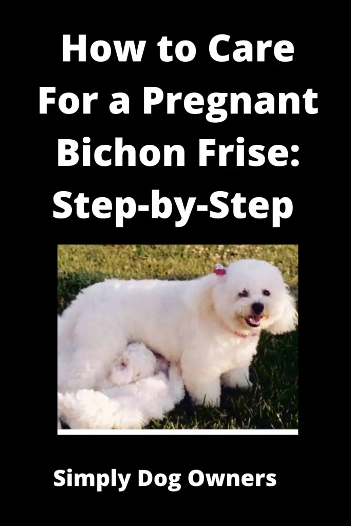 How to Care for a Pregnant Bichon Frise: Step-by-Step 2