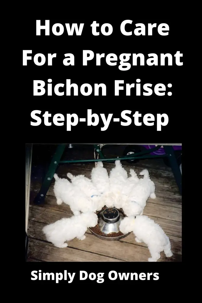 How to Care for a Pregnant Bichon Frise: Step-by-Step 3
