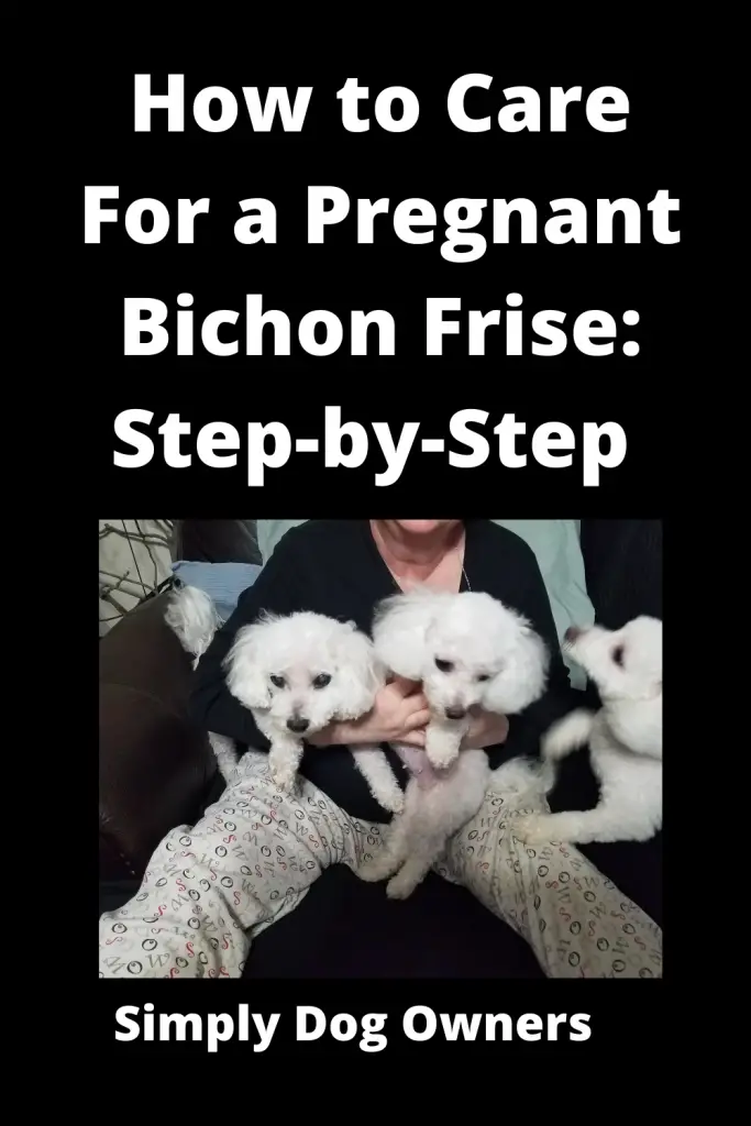 How to Care for a Pregnant Bichon Frise: Step-by-Step 1