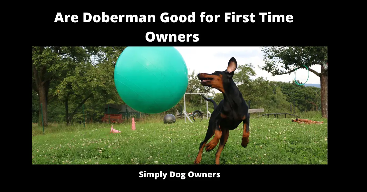 Are Doberman Good for First Time Owners