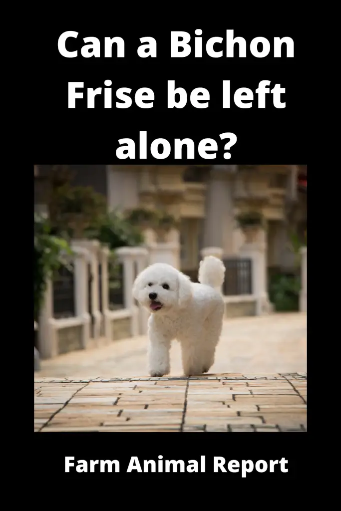 Can a Bichon Frise be left alone? 2