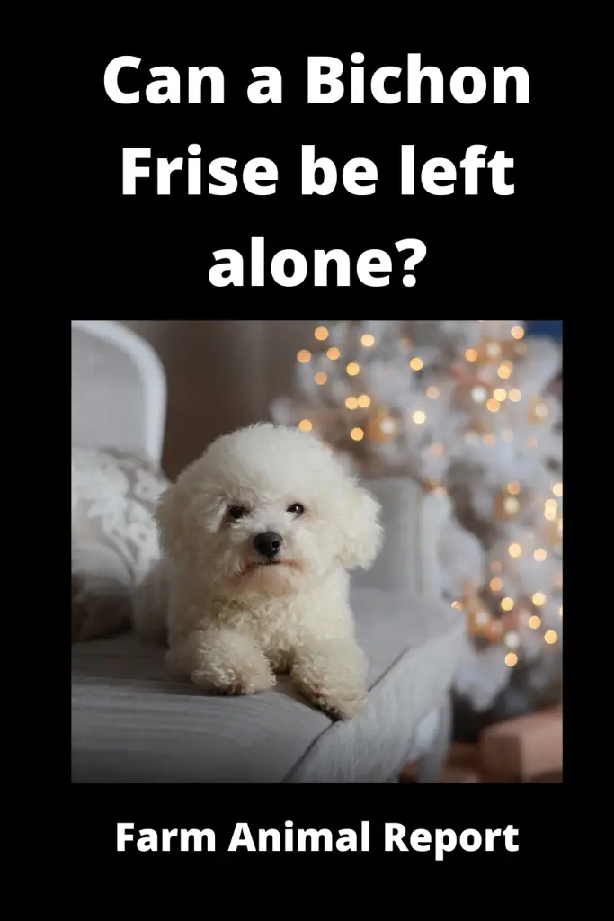 Can a Bichon Frise be left alone? 3