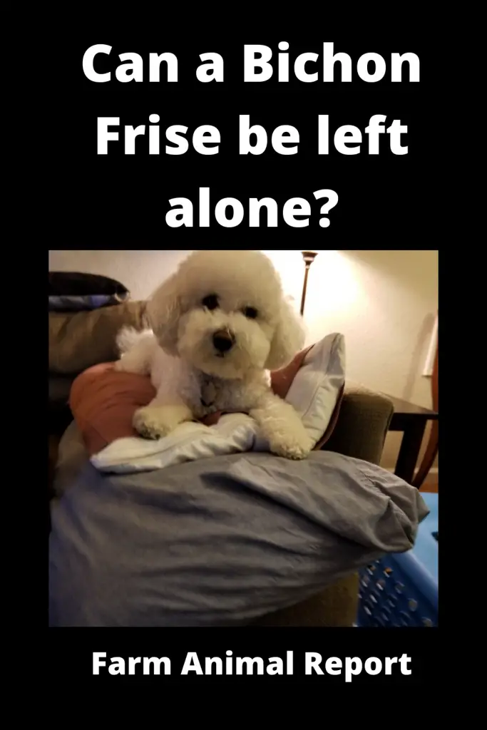 Can a Bichon Frise be left alone? 4