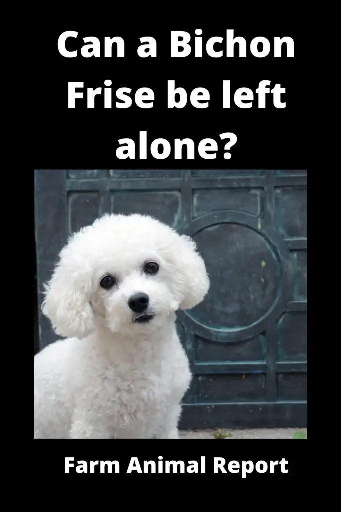 Can a Bichon Frise be left alone? 1