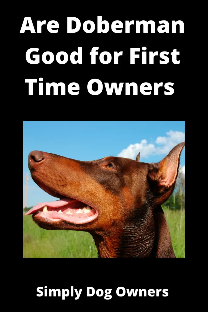 Are Doberman Good for First Time Owners 2