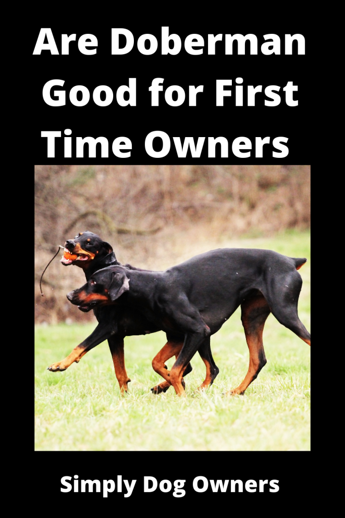 Are Doberman Good for First Time Owners 3
