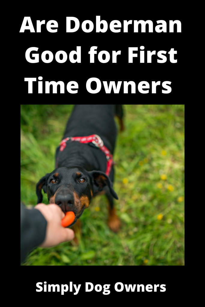 Are Doberman Good for First Time Owners 4