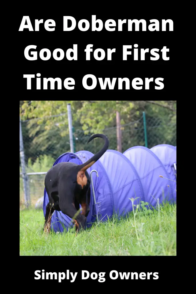 Are Doberman Good for First Time Owners 1