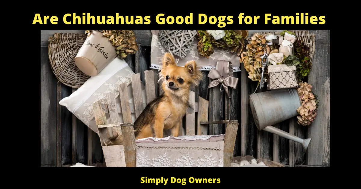Are Chihuahuas Good Dogs for Families