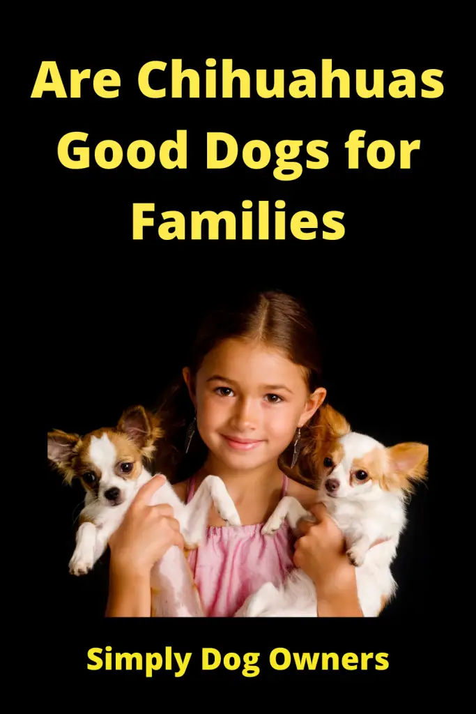 Are Chihuahuas Good with Kids? 2