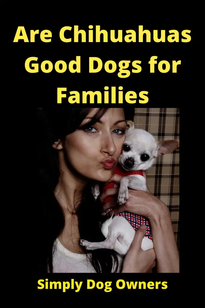 Are Chihuahuas Good with Kids? 3