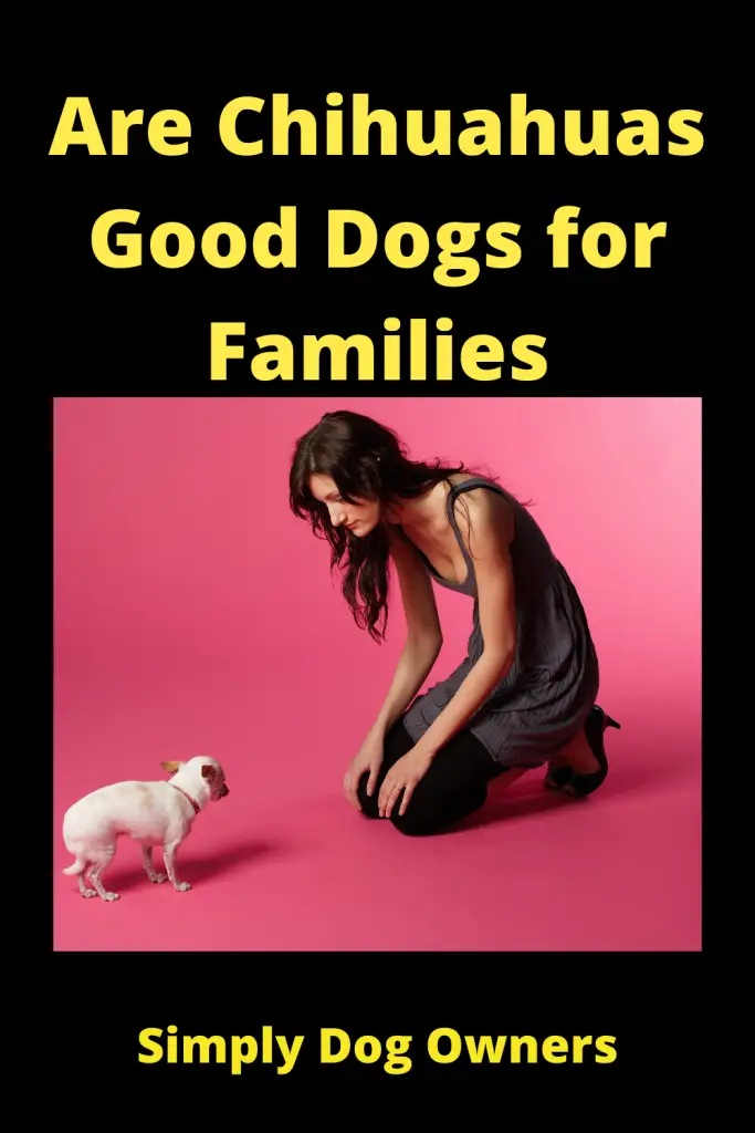 Are Chihuahuas Good with Kids? 4