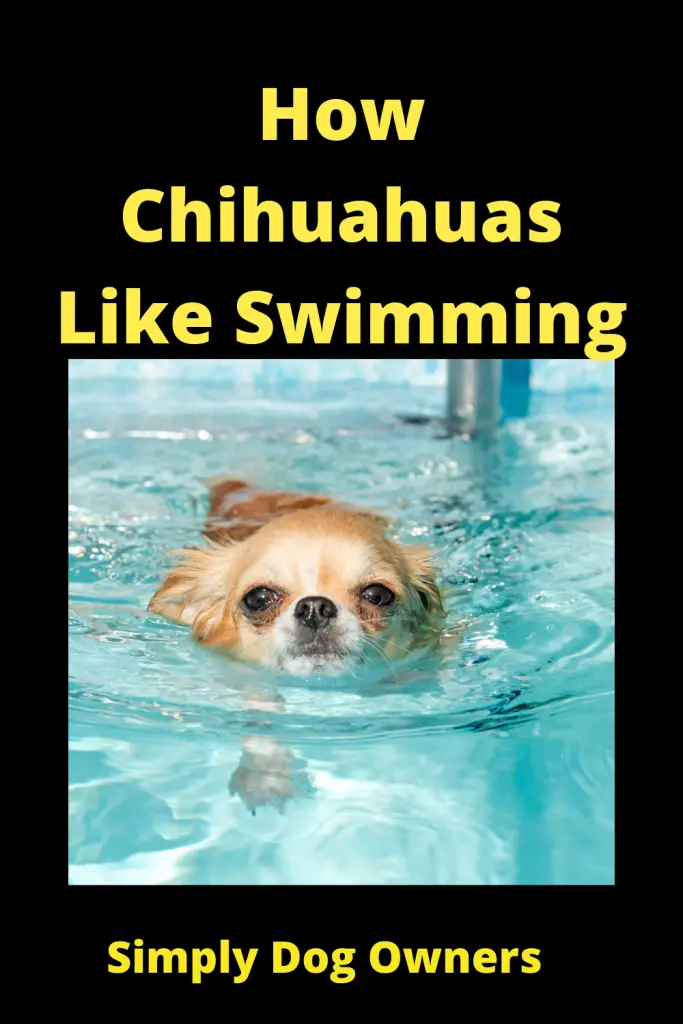 How Chihuahuas Like Swimming, Water Sports, Dog Sports 2