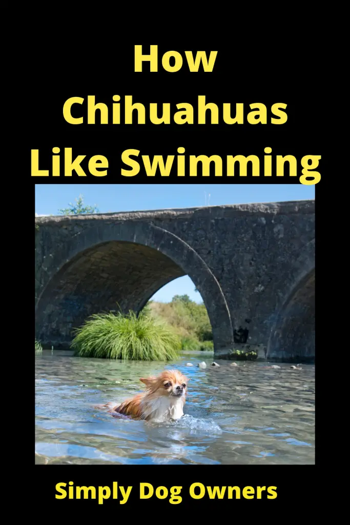 How Chihuahuas Like Swimming, Water Sports, Dog Sports 1