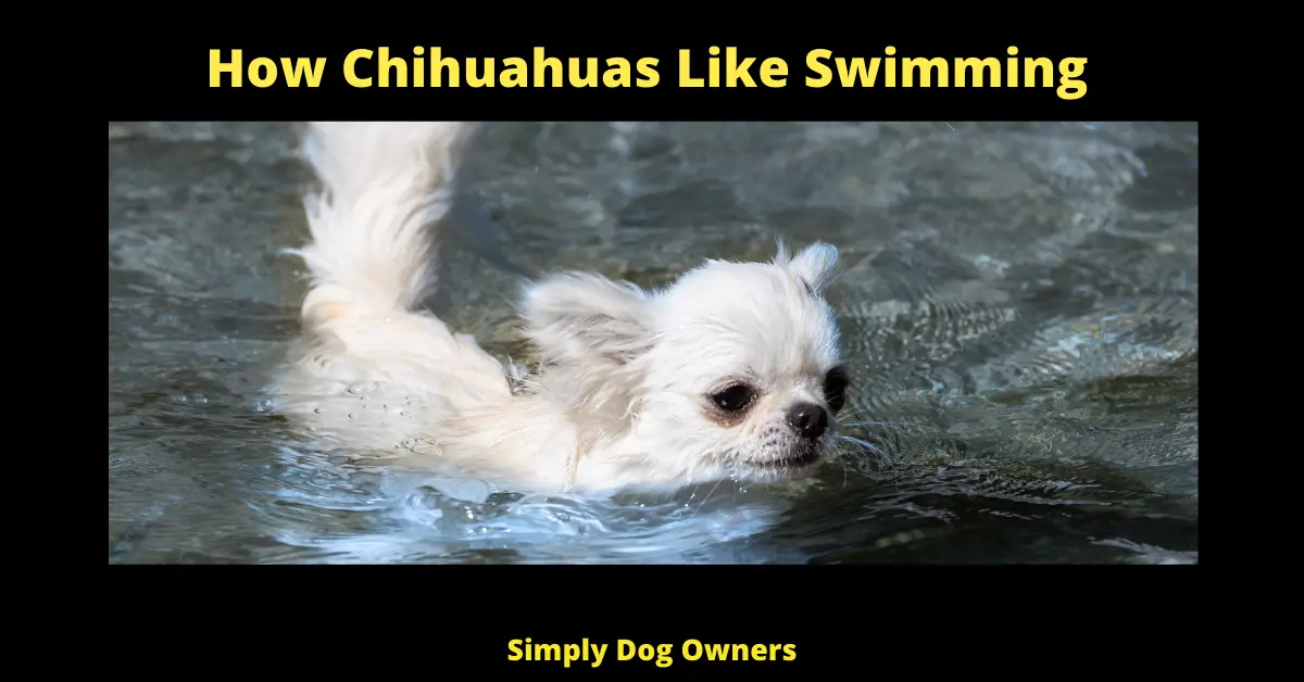 How Chihuahuas Like Swimming