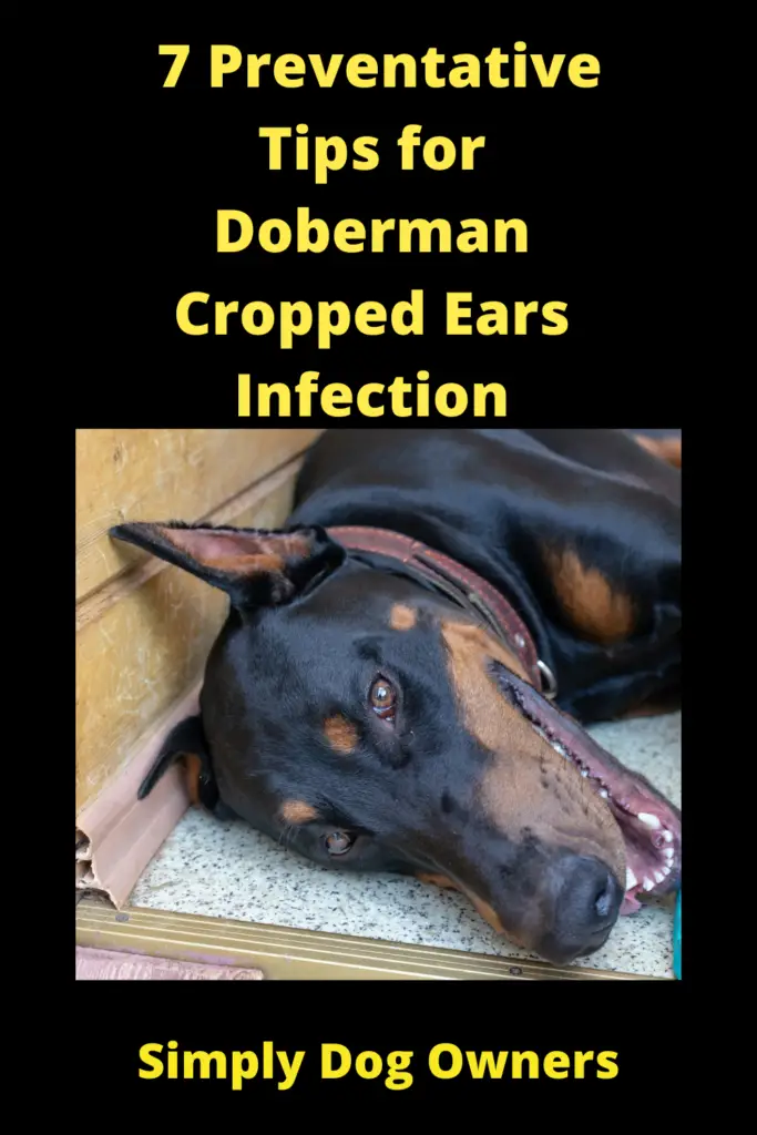 7 Preventative Tips for Doberman Cropped Ears Infection 2