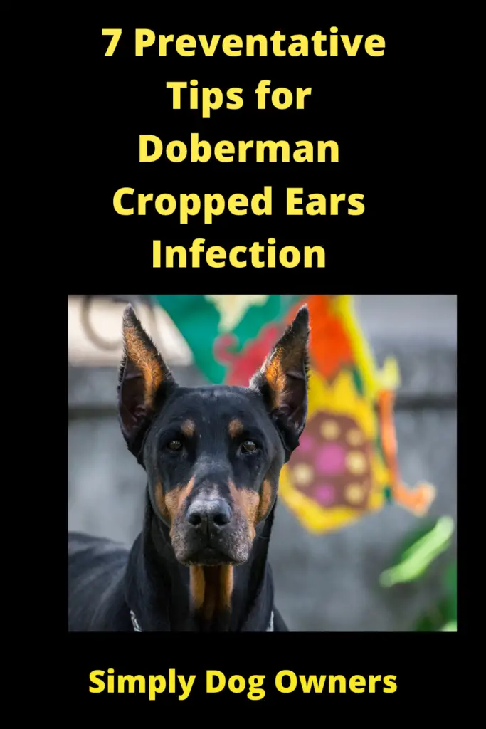 7 Preventative Tips for Doberman Cropped Ears Infection 1