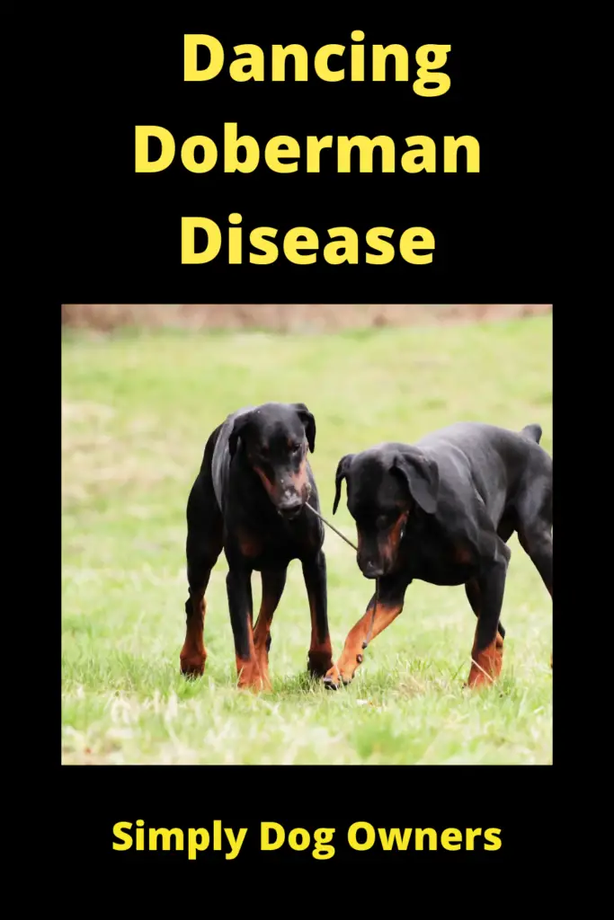Dancing Doberman Disease: Causes, Signs, and Treatment 2