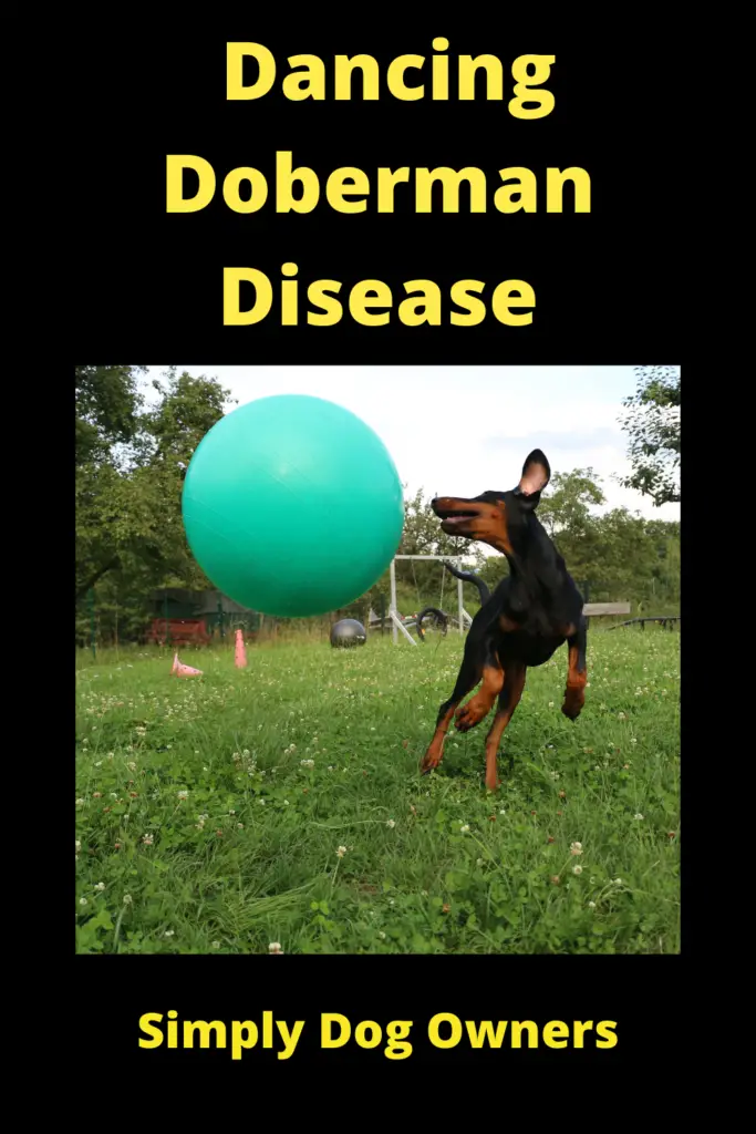 Dancing Doberman Disease: Causes, Signs, and Treatment 3
