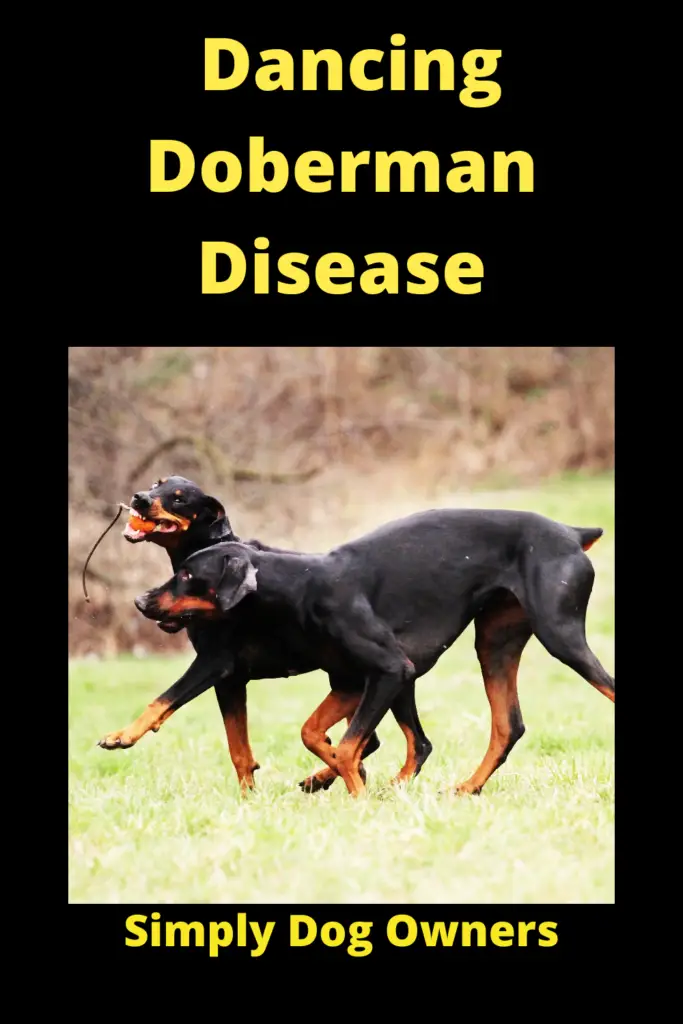 Dancing Doberman Disease: Causes, Signs, and Treatment 1