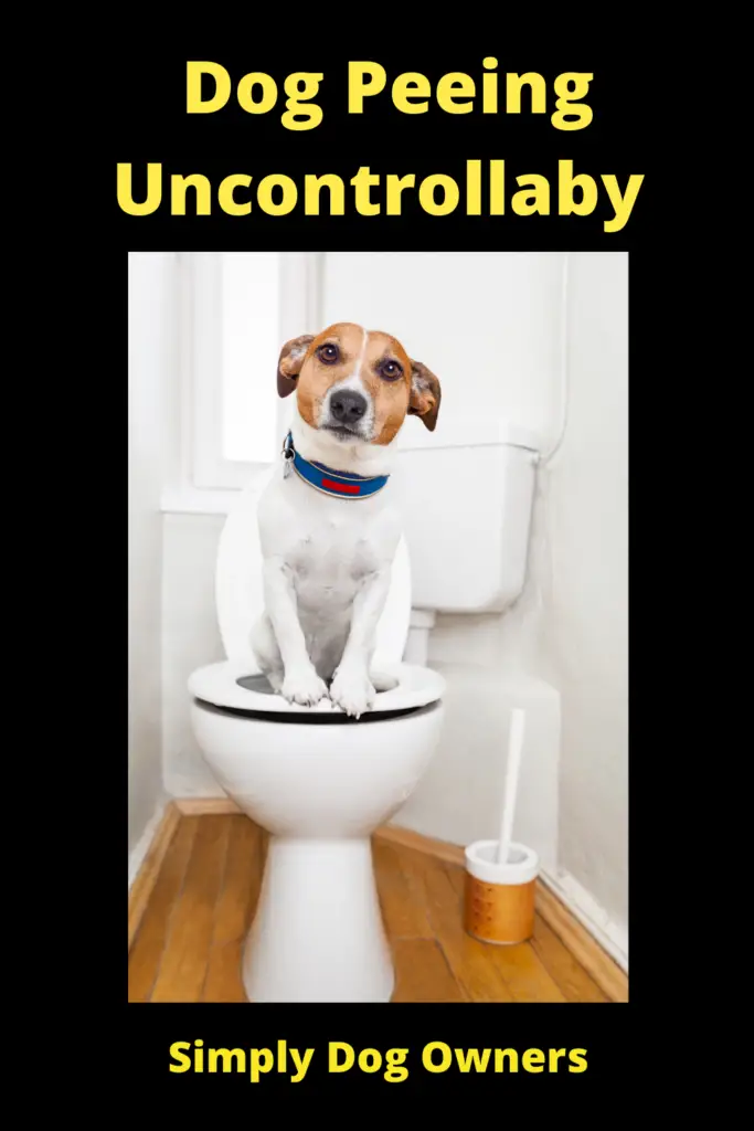 Dog Peeing Uncontrollably: Solving the Problem 3
