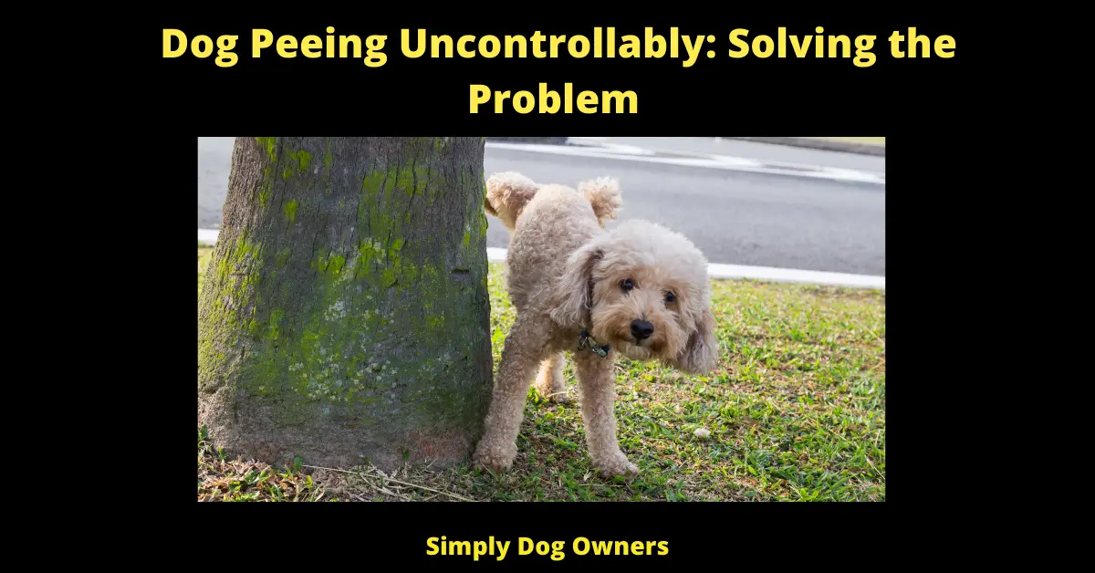 Dog Peeing Uncontrollably: Solving the Problem