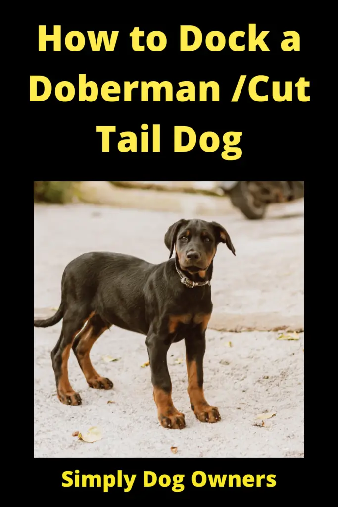 How to Dock a Doberman / Doberman with Long Tail 1