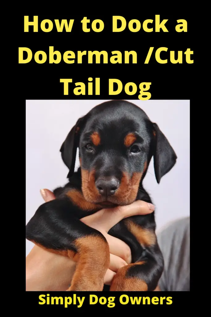 How to Dock a Doberman / Doberman with Long Tail 2