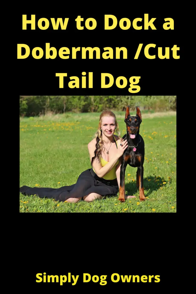 How to Dock a Doberman / Doberman with Long Tail 3
