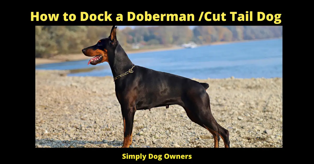 How to Dock a Doberman /Cut Tail Dog