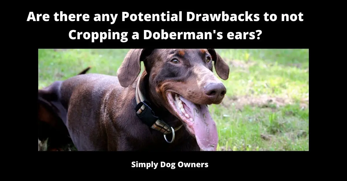 Are there any Potential Drawbacks to not Cropping a Doberman's ears? | Doberman 1