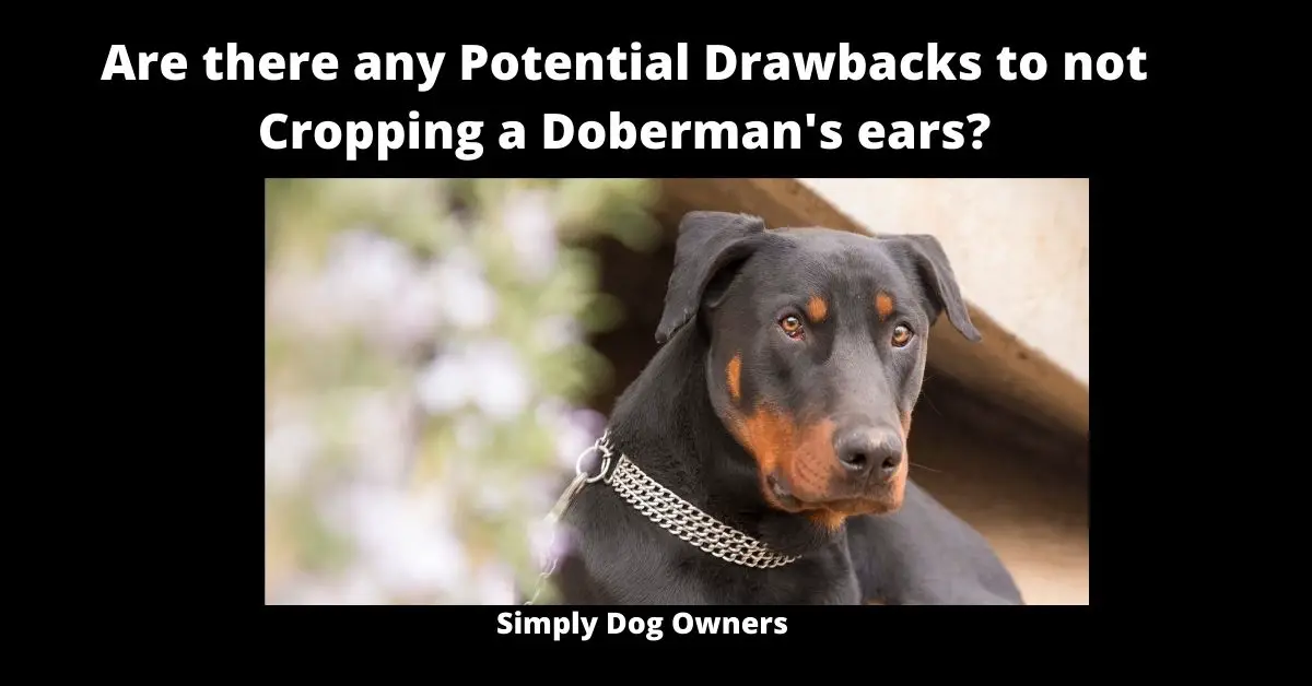 Are there any Potential Drawbacks to not Cropping a Doberman's ears? | Doberman 2