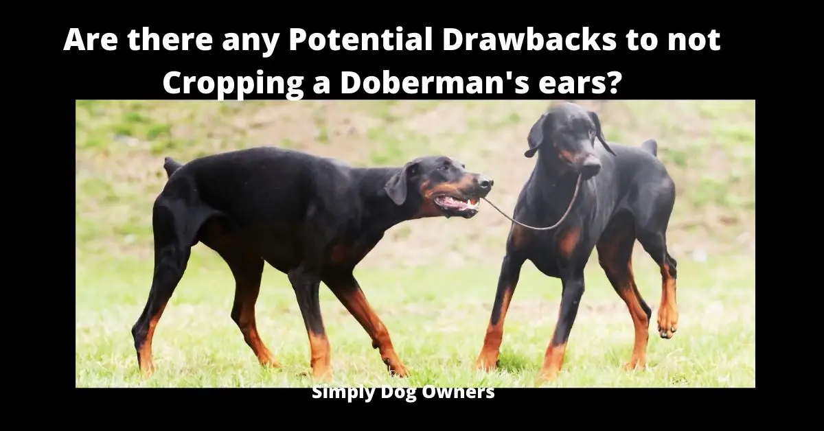 Are there any Potential Drawbacks to not Cropping a Doberman's ears?