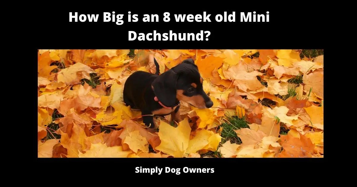 How Big is an 8 week old Mini Dachshund? 1