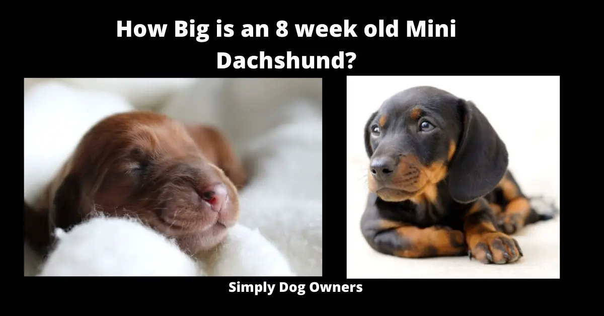 How Big is an 8 week old Mini Dachshund?