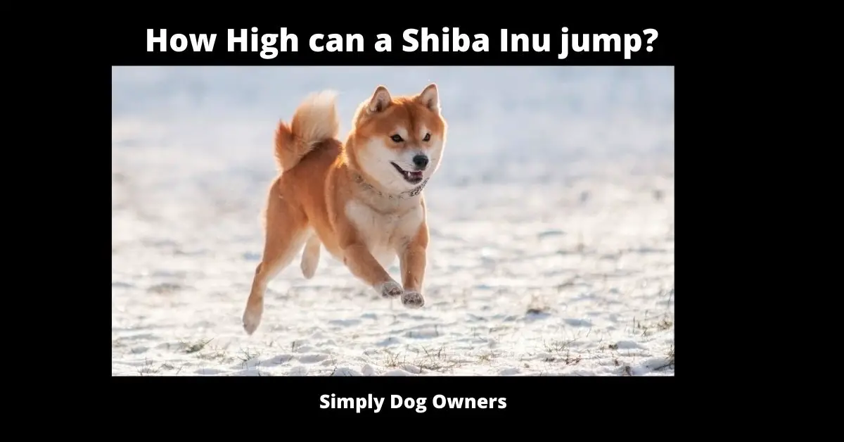 How High can a Shiba Inu jump? | Shiba Inu 1