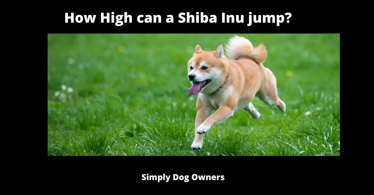 How High can a Shiba Inu jump? | Shiba Inu 2