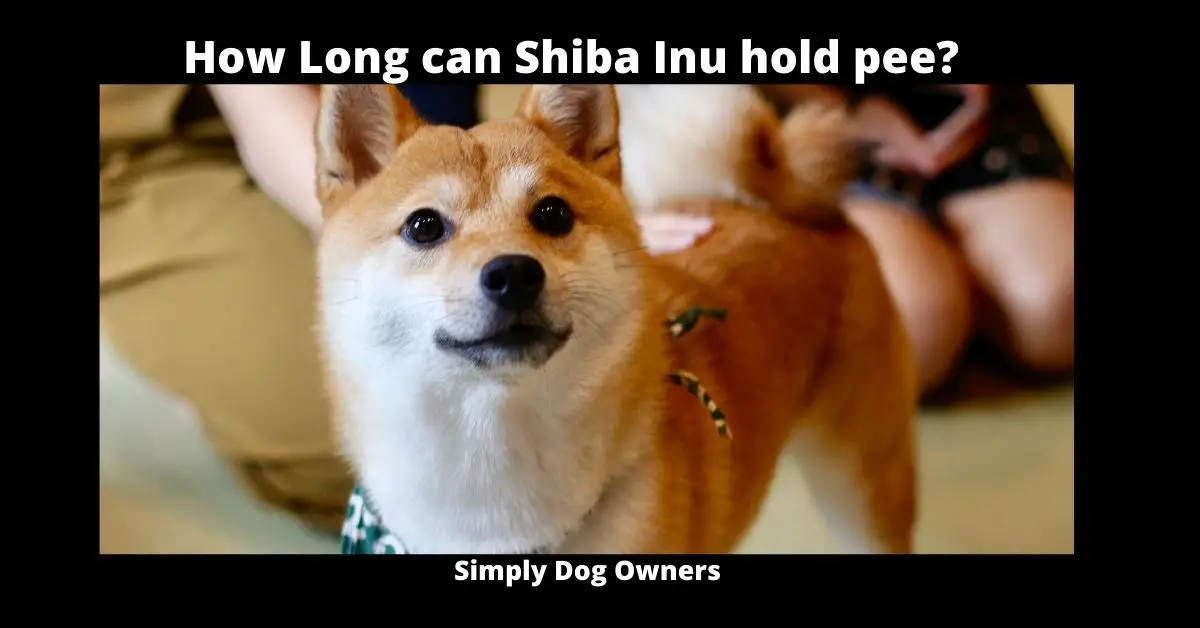 How Long can Shiba Inu hold pee? | Shiba Inu 1