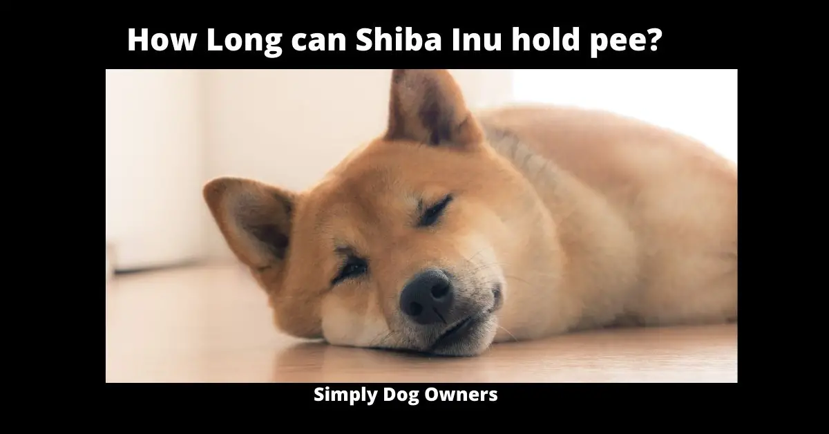 How Long can Shiba Inu hold pee? | Shiba Inu 2