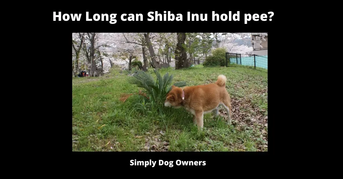 How Long can Shiba Inu hold pee?