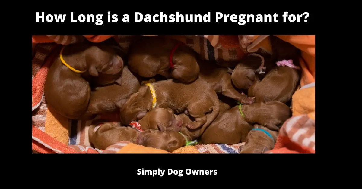 How Long are Dachshunds Pregnant for? "Complications Explained" 1