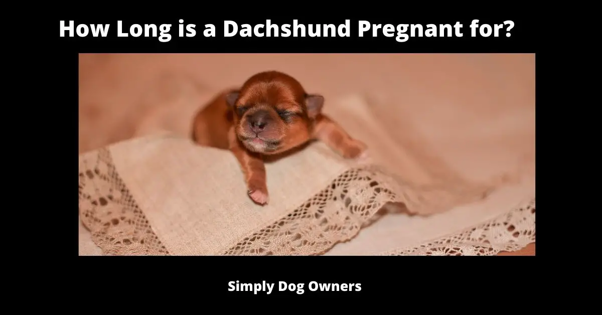 How Long are Dachshunds Pregnant for? "Complications Explained" 2