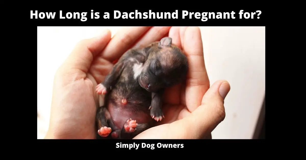 How Long is a Dachshund Pregnant for?