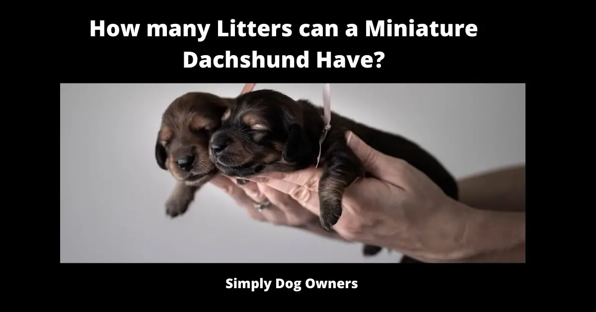 How many Litters can a Miniature Dachshund Have? | Dachshund 1