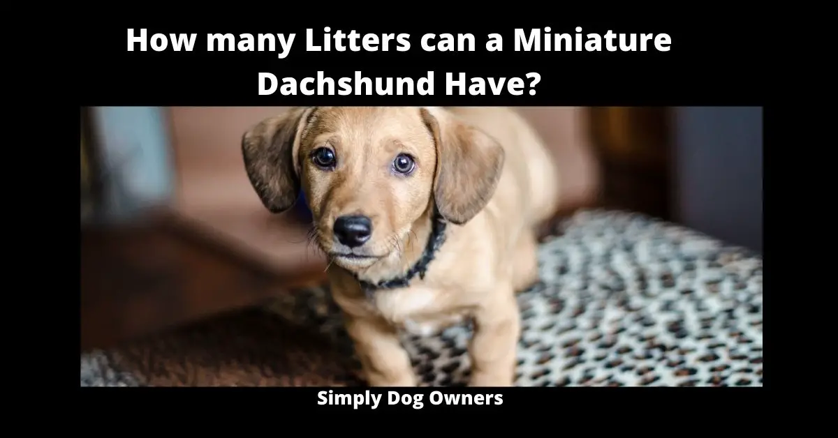 How many Litters can a Miniature Dachshund Have? | Dachshund 2