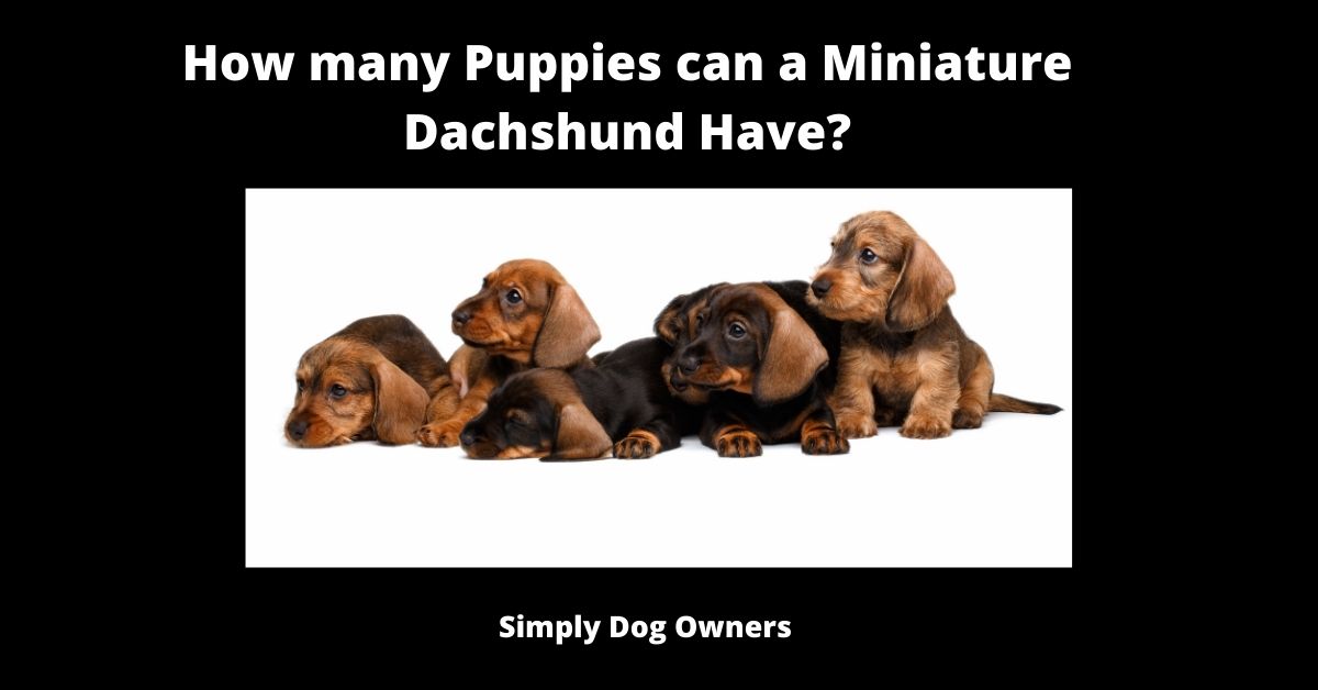 How Many Puppies Do Dachshunds Have? | Dachshund 1